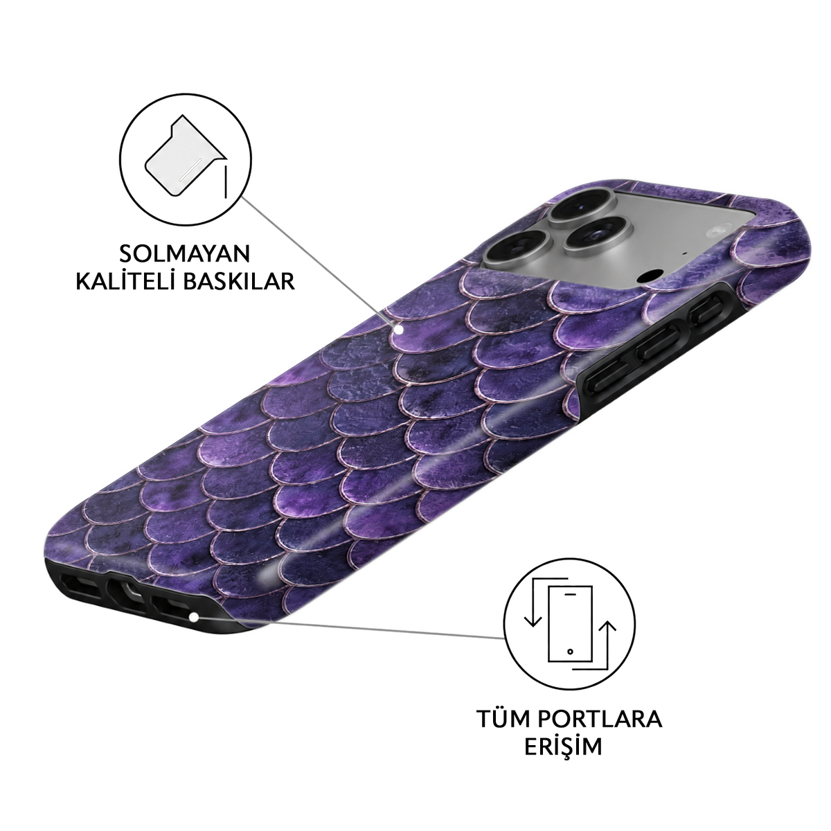 Violet Scallop