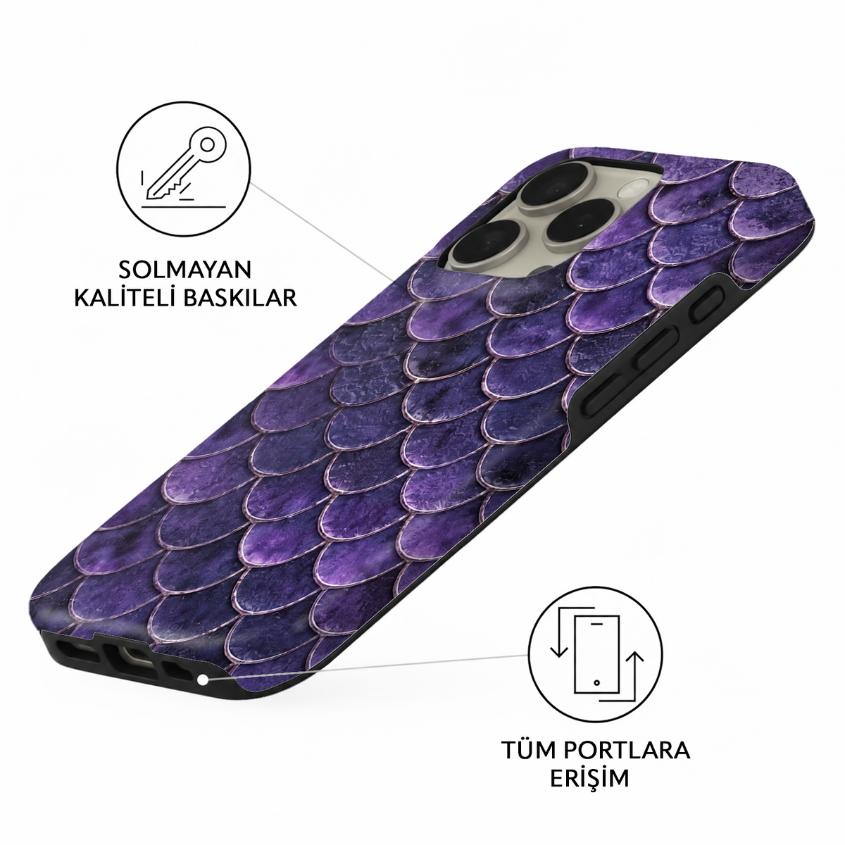 Violet Scallop